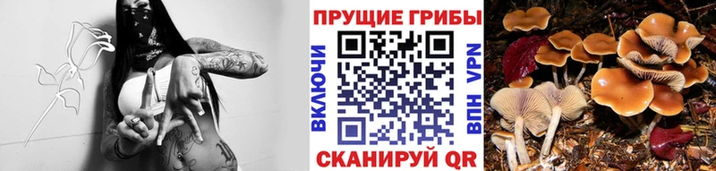 наркотики  гидра маркетплейс  Псилоцибиновые грибы GOLDEN TEACHER  Рубцовск 